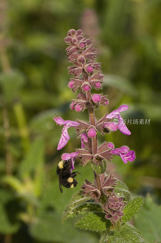 号角树篱荨麻或号角树篱，Stachys ajugoides，赫斯特圣西蒙州立公园，加利福尼亚州。粉红色的花。唇形科。加州大黄蜂，加州大黄蜂。